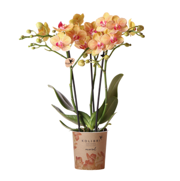 Orange orkidé och dess blomkruka - h35cm, Ø9cm