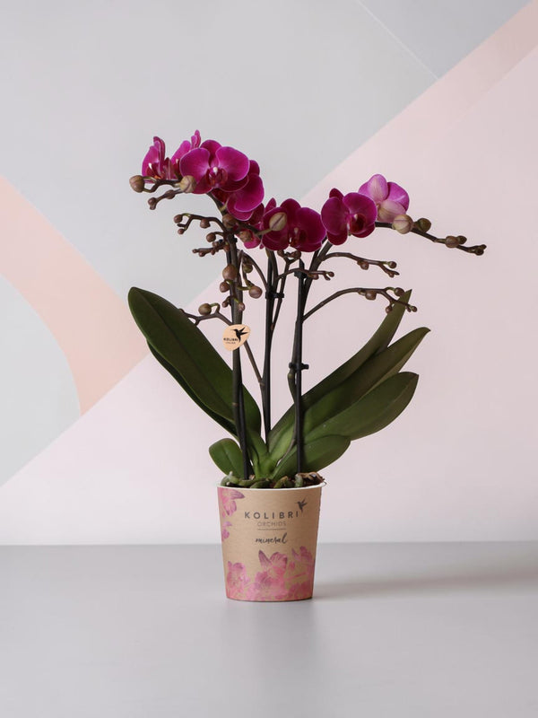 Lila orkidé och dess blomkruka - h35cm, Ø9cm