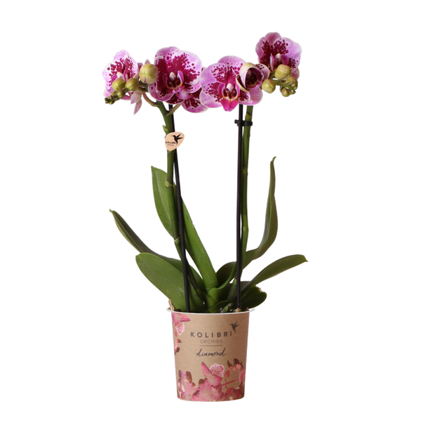 Livraison plante Orchidée rose et violette et son cache - pot - h35cm, Ø9cm