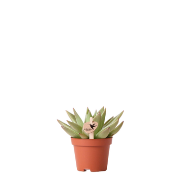 Echeveria Miranda h9cm - succulente