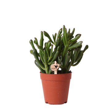 Crassula Hobbit h18cm - succulente