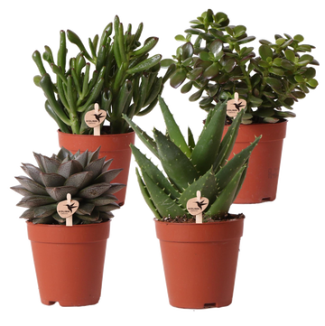 Suckulent presentförpackning - Set med 4 plantor, h20cm