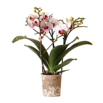 Vit och rosa orkidé - Ø9cm - inomhusväxt