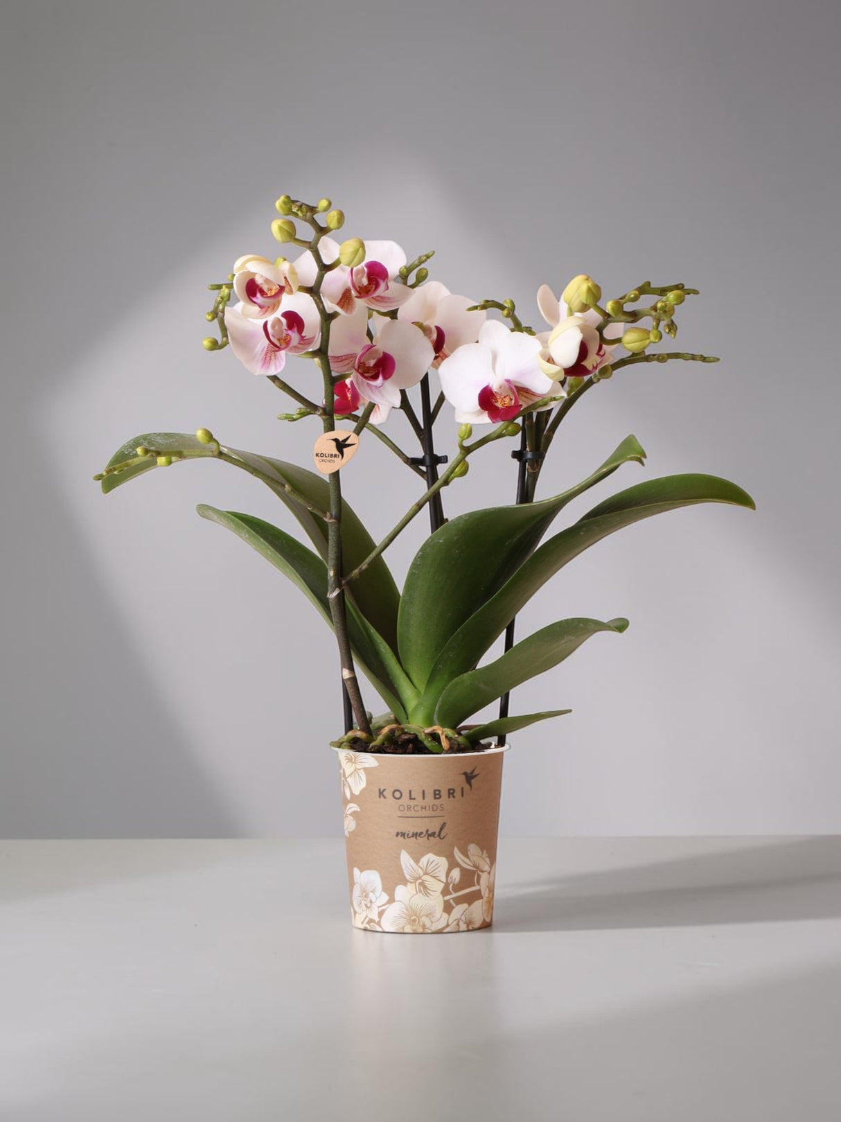 Vit och rosa orkidé - Ø9cm - inomhusväxt