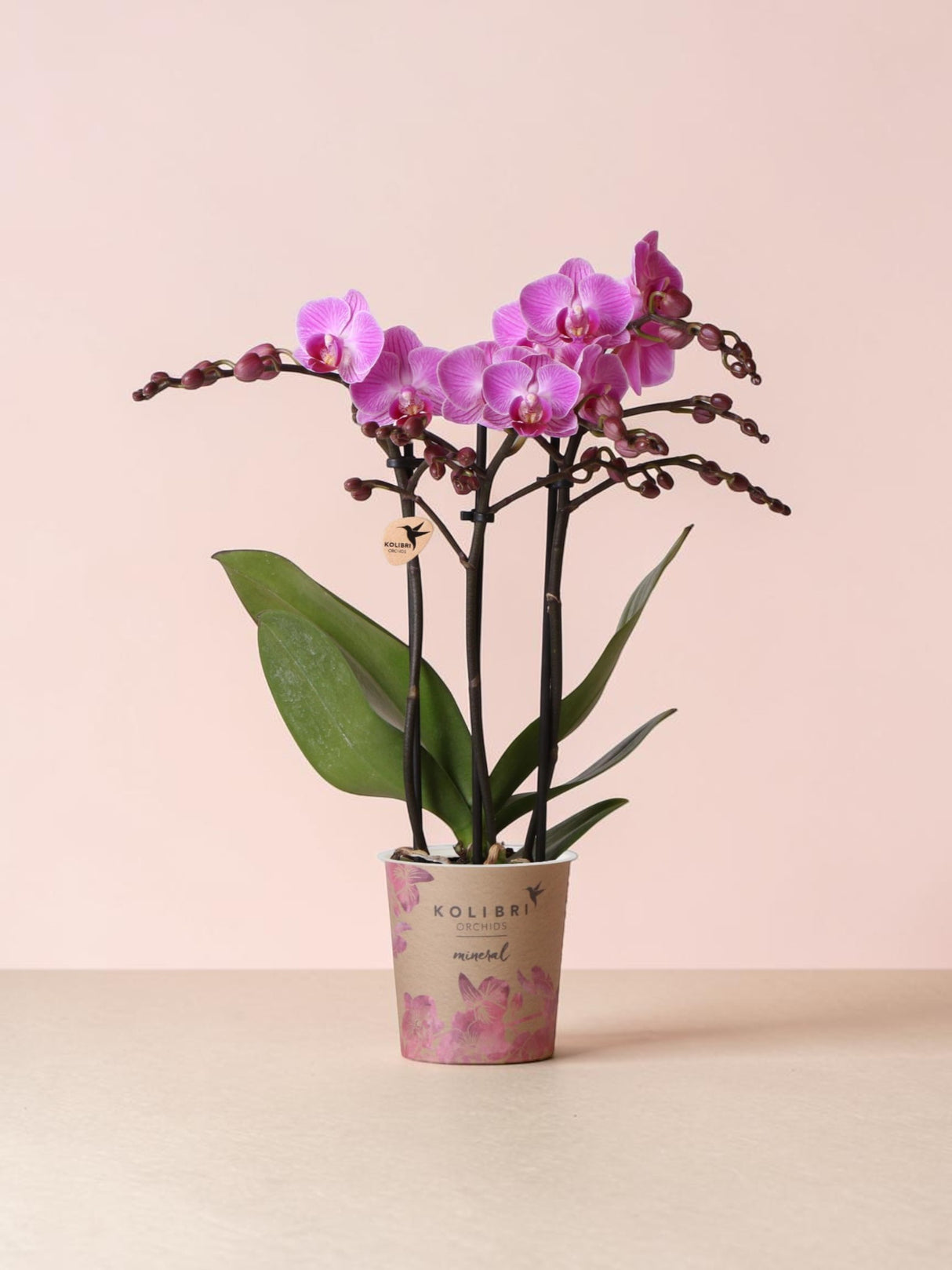 Rosa orkidé - Ø9cm - inomhusväxt