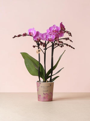 Rosa orkidé - Ø9cm - inomhusväxt
