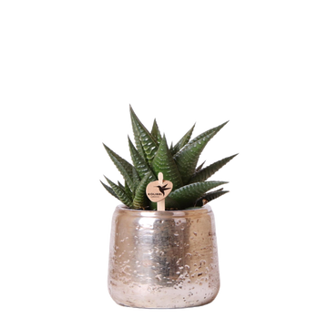 Haworthia Limifolia och dess silverblomma