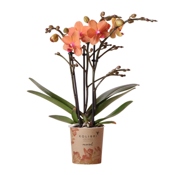 Orange Phalaenopsis orkidé - Ø9cm - blommande krukväxt