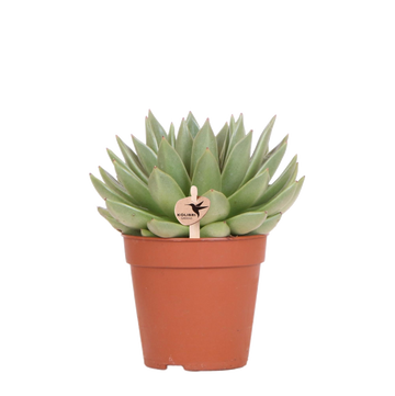 Echeveria Miranda h20cm - suckulent d'inomhus