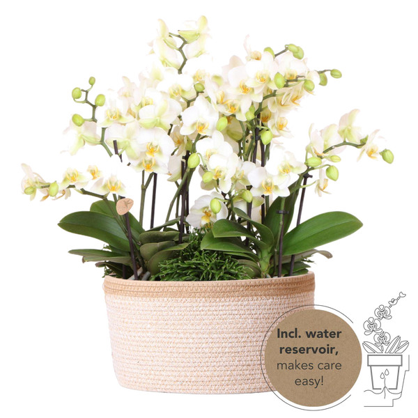Livraison plante Set de 3 orchidées blanches et 3 Rhipsalis dans un panier en coton avec réservoir d'eau