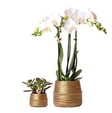 Duo White Phalaenopsis Orchid och Crassula Ovata och deras guldkeramiska planteringskärl