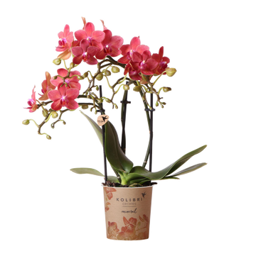 Röd Phalaenopsis orkidé - Kongo - blomstrande krukväxt