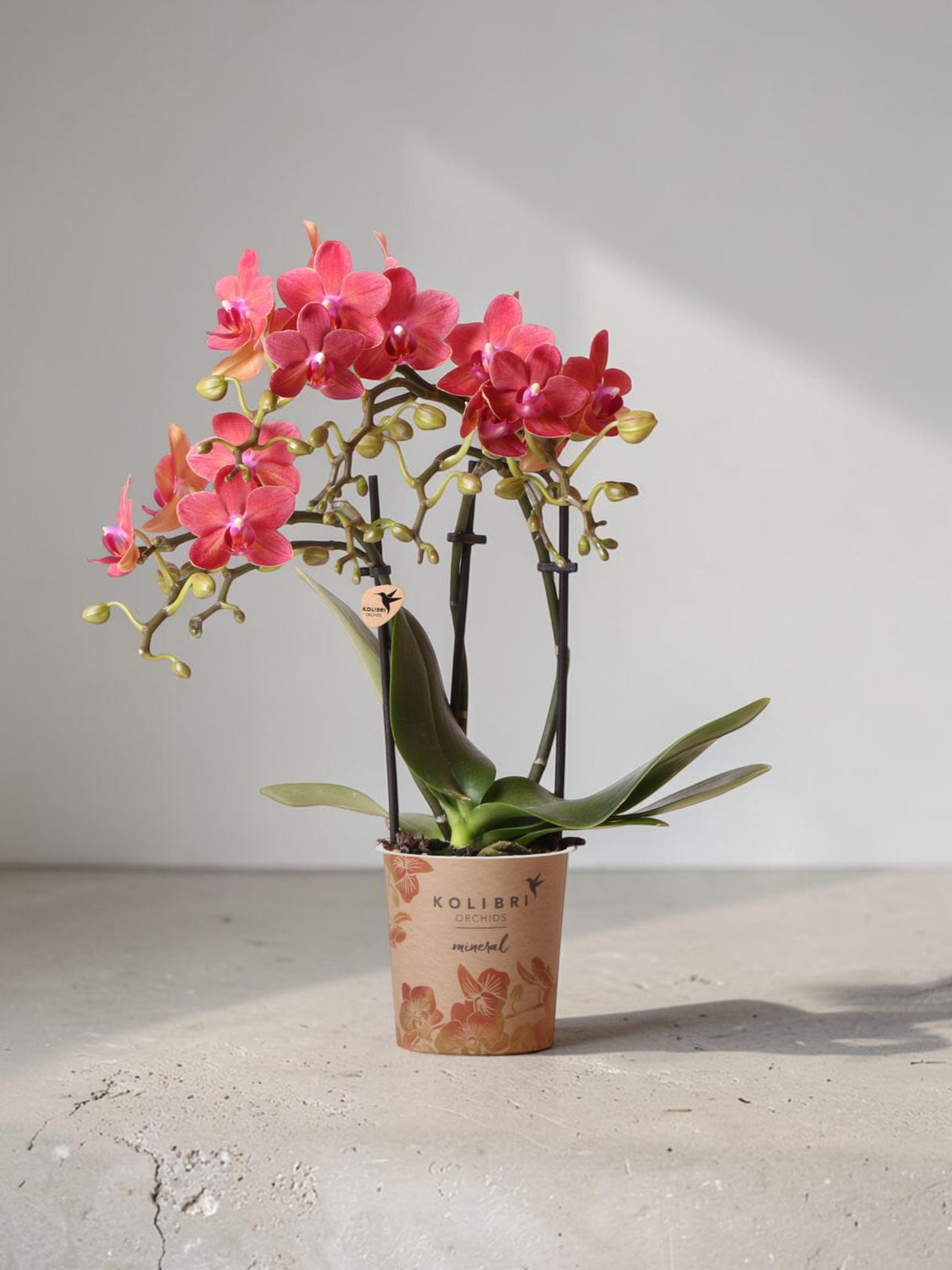 Röd Phalaenopsis orkidé - Kongo - blomstrande krukväxt