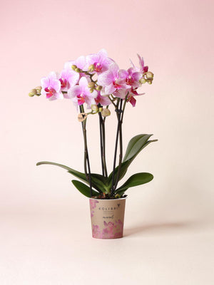 Rosa Phalaenopsis Orchid - Rotterdam Mineral