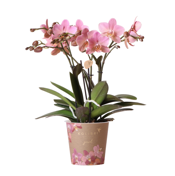Livraison plante Orchidée Phalaenopsis rose - Jewel Treviso - Plante d'intérieur