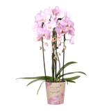 Livraison plante Orchidée rose Niagara Fall - Phalaenopsis en pot - Plante d'intérieur