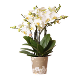Livraison plante Orchidée Phalaenopsis blanche | Lausanne | Plante d'intérieur