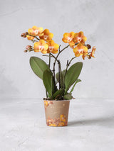 Orange Phalaenopsis Orchid - Jewel Las Vegas - Blommande växt