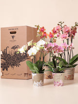 Orchid Surprise Box - 4 sorter