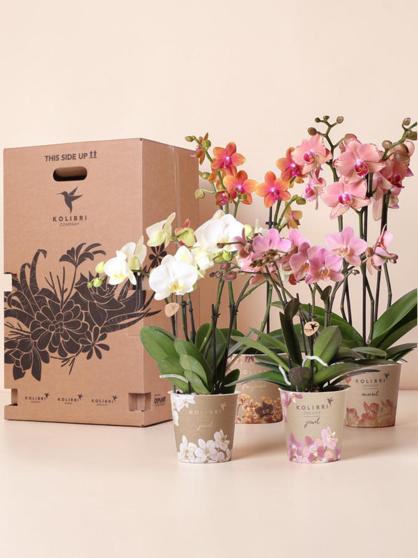 Orchid Surprise Box - 4 sorter