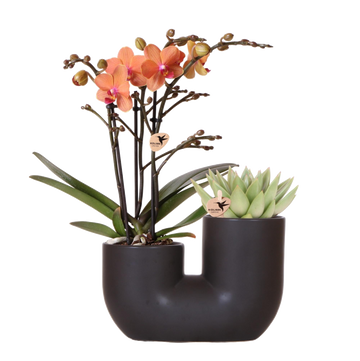 Orkidé och suckulent i Black Pot Design