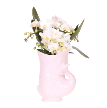 Kolibri Orchids | Witte orchidee 'Nazaré' + Fish kruka roze - potmaat Ø9cm | bloeiende kamerplant - vers van de kweker