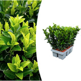 Fusain du Japon Green Spire en mini-pot - Euonymus japonicus - H 15 cm, pot Ø7 cm - photo 5