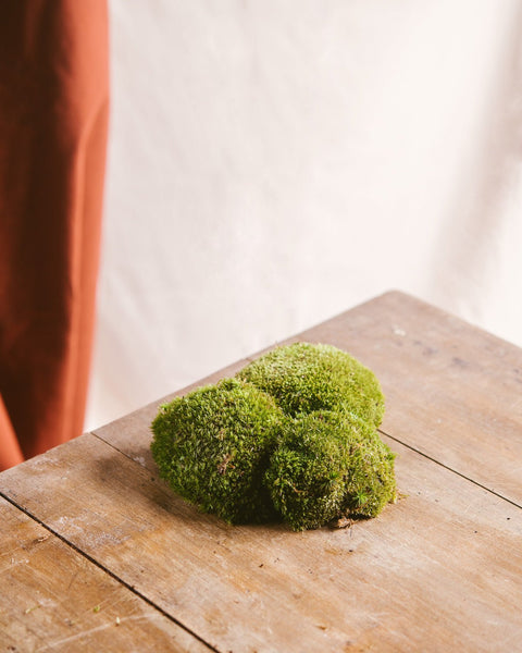 Accessoires pour terrariums