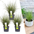 Livraison plante 3 x Carex brunnea 'Variegata'