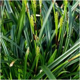 Livraison plante 3 x Carex morrowii 'Irish Green'