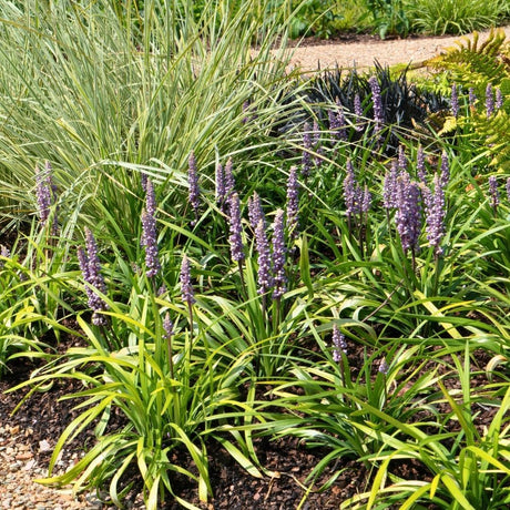 Livraison plante 3 x Liriope muscari 'Ingwersen'