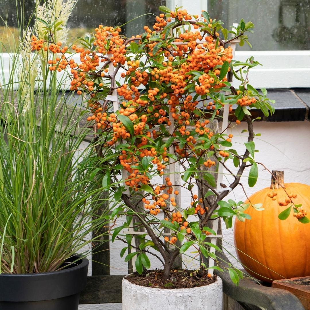 Livraison plante 3 x Pyracantha coccinea mix