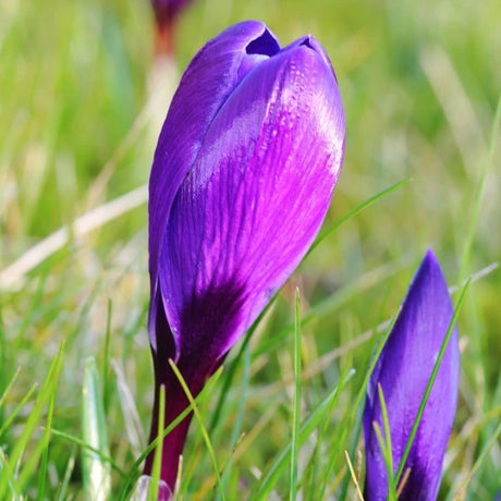 Livraison plante 30 Bulbes de Printemps Précoce : Hyacinte Louvre & Crocus Flower Record