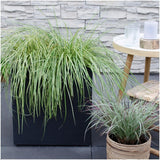 Livraison plante 6 x Carex hachijoensis 'Evergold'