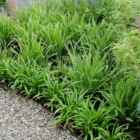 Livraison plante 6 x Carex morrowii 'Ice Dance'