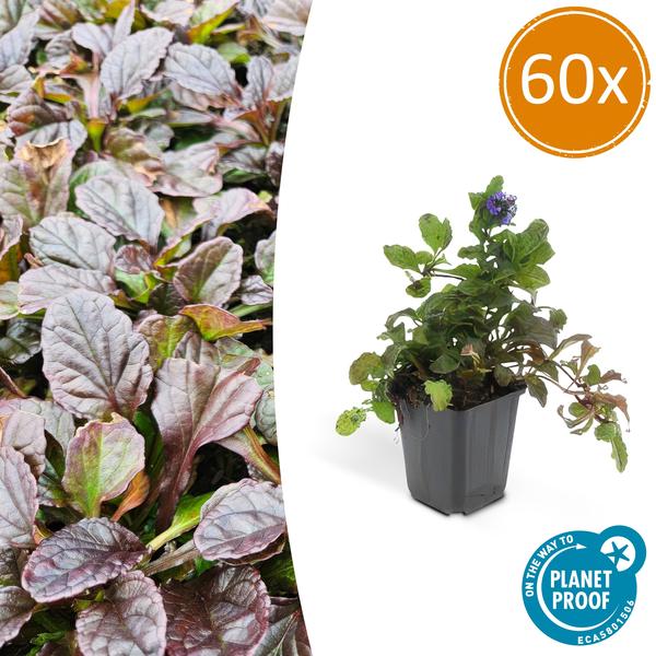 Livraison plante 6x Ajuga reptans - ↕10 - 25cm - Ø9cm