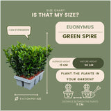 Livraison plante 72 Plantes Euonymus 'Green Spire'