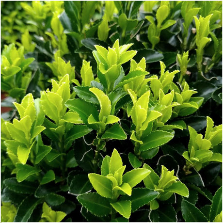 Livraison plante 72 Plantes Euonymus 'Green Spire'