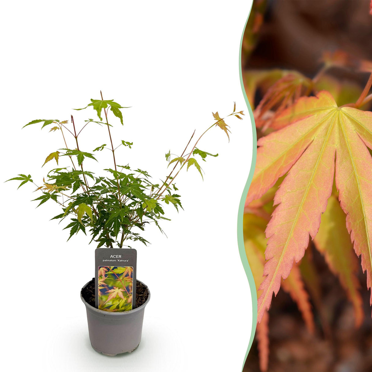 Livraison plante Acer palmatum Katsura – Lot de 1 – Pot 12cm – Hauteur 35cm