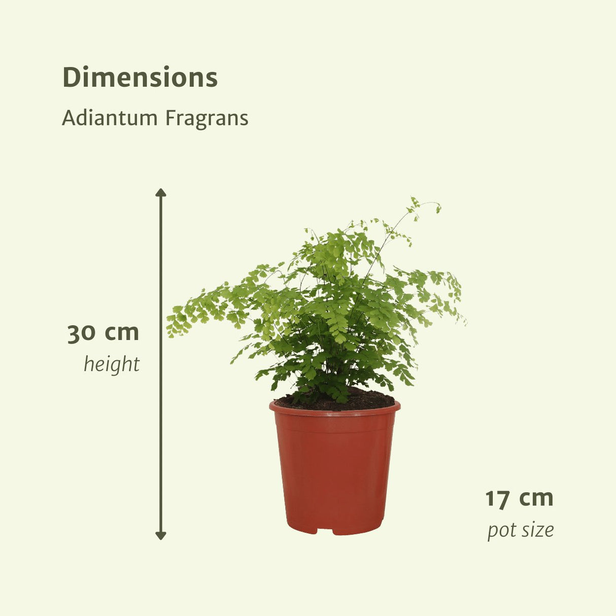 Livraison plante Adiantum Fragrans