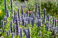 Anisört Agastache 'Black Adder'
