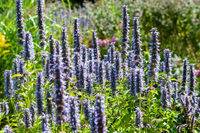 Anisört Agastache 'Black Adder'