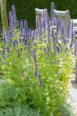 Livraison plante Agastache Black Adder