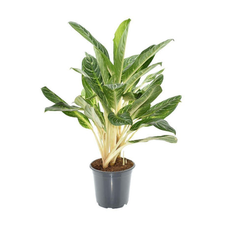 Livraison plante Aglaonema Keylime