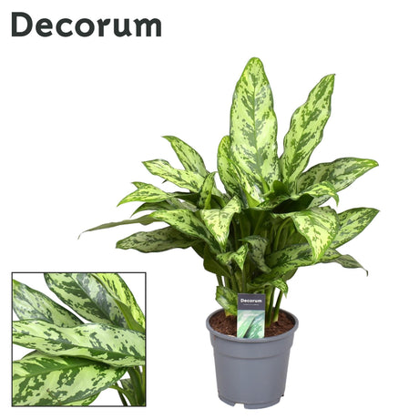 Livraison plante Aglaonema Romeo