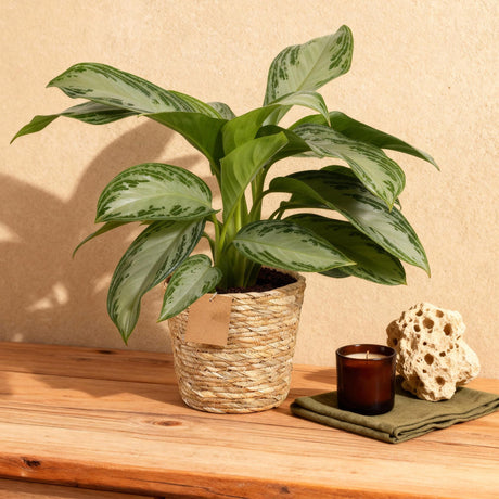 Livraison plante Aglaonema Silver Bay – Lot de 2 – Pot 17 cm – Hauteur 70 cm