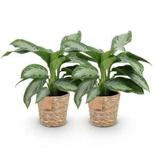 Livraison plante Aglaonema Silver Bay – Lot de 2 – Pot 17 cm – Hauteur 70 cm