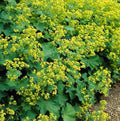 Alchemilla Mollis (Allmän Alchemilla) 'Mollis'