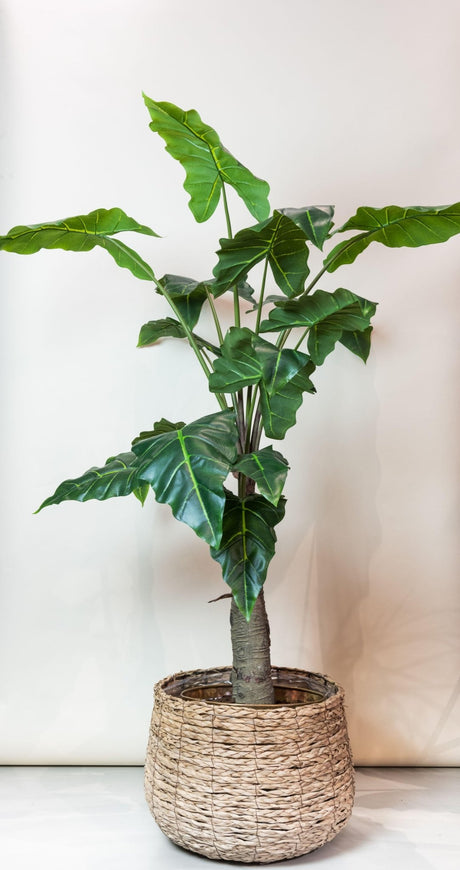 Livraison plante Alocasia plante artificielle - h150cm, Ø12cm