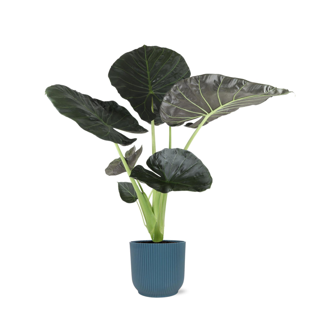 Livraison plante Alocasia Regal Shield et son pot